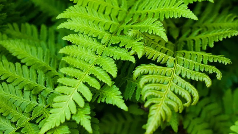 Ferns